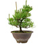 Pinus thunbergii, 29 cm, ± 12 años de edad