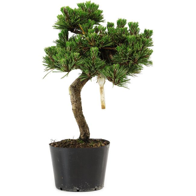 Pinus thunbergii Senshumaru, 25 cm, ± 10 years old