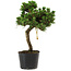 Pinus thunbergii Senshumaru, 25 cm, ± 10 years old