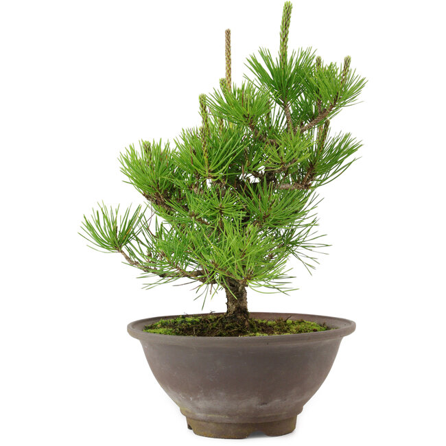 Pinus thunbergii, 29 cm, ± 12 años de edad