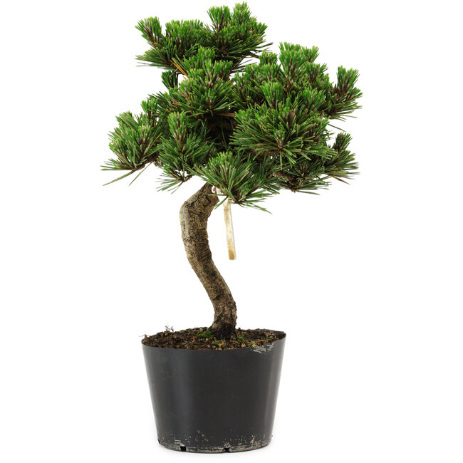 Pinus thunbergii Senshumaru, 25 cm, ± 10 years old