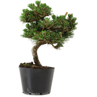 Pinus thunbergii Senshumaru, 20 cm, ± 10 ans