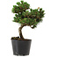 Pinus thunbergii Senshumaru, 20 cm, ± 10 years old