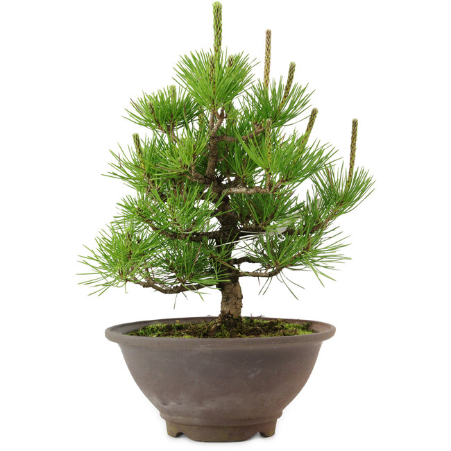 Pinus thunbergii, 29 cm, ± 12 años de edad