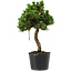 Pinus thunbergii Senshumaru, 25 cm, ± 10 años
