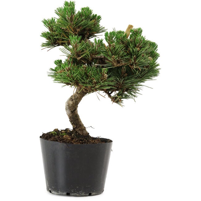 Pinus thunbergii Senshumaru, 20 cm, ± 10 años