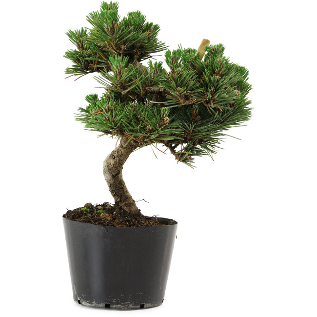 Pinus thunbergii Senshumaru, 20 cm, ± 10 ans