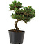 Pinus thunbergii Senshumaru, 20 cm, ± 10 years old