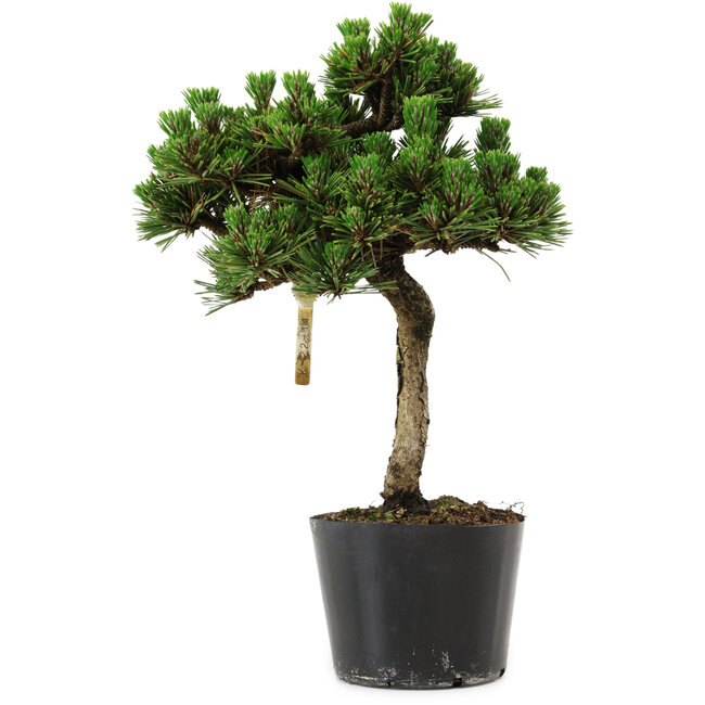 Pinus thunbergii Senshumaru, 25 cm, ± 10 years old
