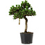 Pinus thunbergii Senshumaru, 25 cm, ± 10 years old
