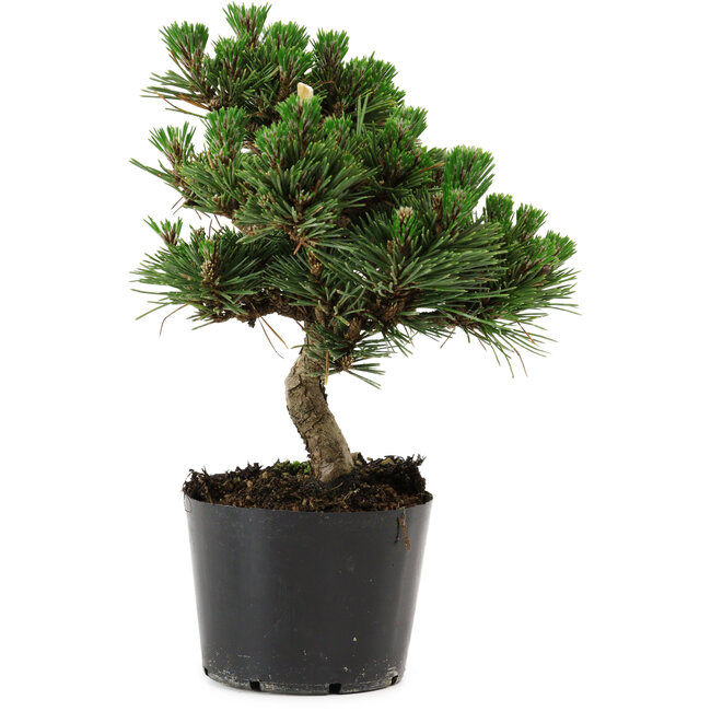 Pinus thunbergii Senshumaru, 20 cm, ± 10 ans