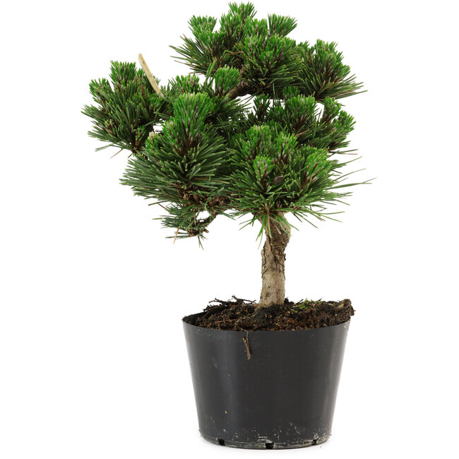 Pinus thunbergii Senshumaru, 20 cm, ± 10 años