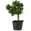 Pinus thunbergii Senshumaru, 20 cm, ± 10 ans