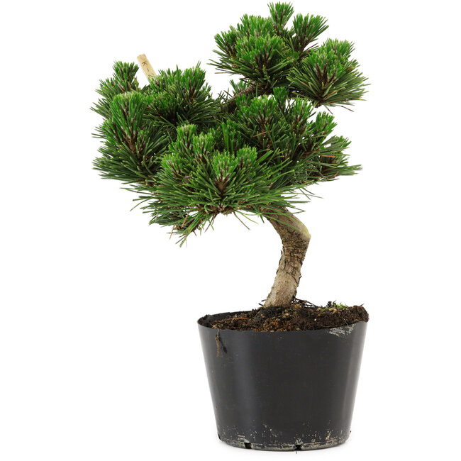 Pinus thunbergii Senshumaru, 20 cm, ± 10 ans