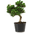 Pinus thunbergii Senshumaru, 20 cm, ± 10 ans
