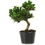Pinus thunbergii Senshumaru, 20 cm, ± 10 ans