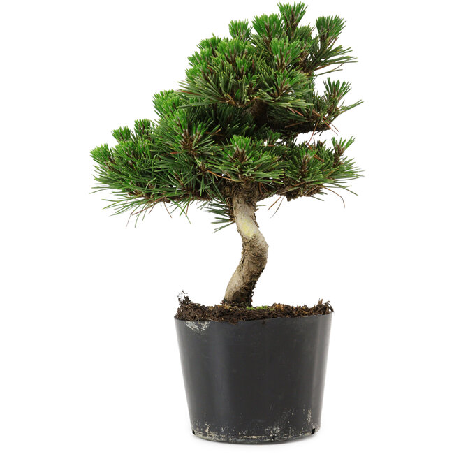 Pinus thunbergii Senshumaru, 20 cm, ± 10 ans