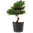 Pinus thunbergii Senshumaru, 20 cm, ± 10 years old
