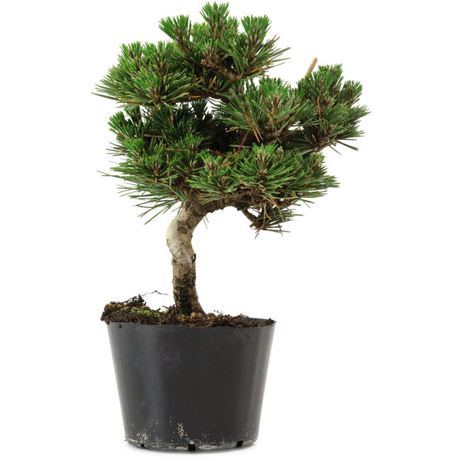 Pinus thunbergii Senshumaru, 20 cm, ± 10 ans