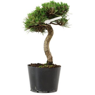 Pinus thunbergii Senshumaru, 21 cm, ± 10 years old