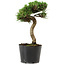 Pinus thunbergii Senshumaru, 21 cm, ± 10 years old
