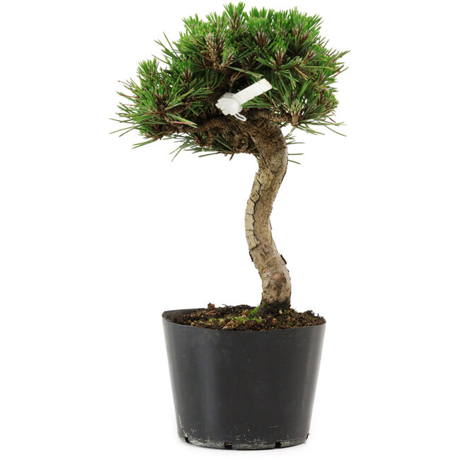 Pinus thunbergii Senshumaru, 21 cm, ± 10 years old