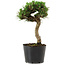 Pinus thunbergii Senshumaru, 21 cm, ± 10 years old