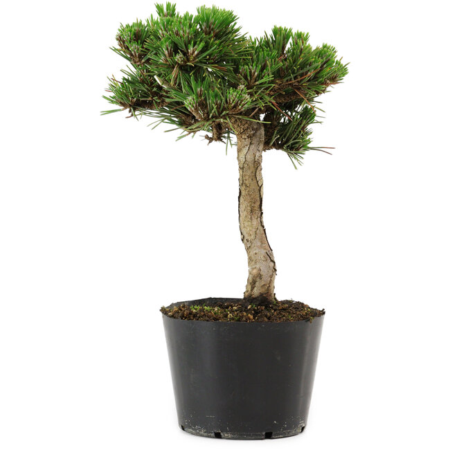 Pinus thunbergii Senshumaru, 21 cm, ± 10 years old