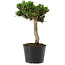 Pinus thunbergii Senshumaru, 21 cm, ± 10 ans