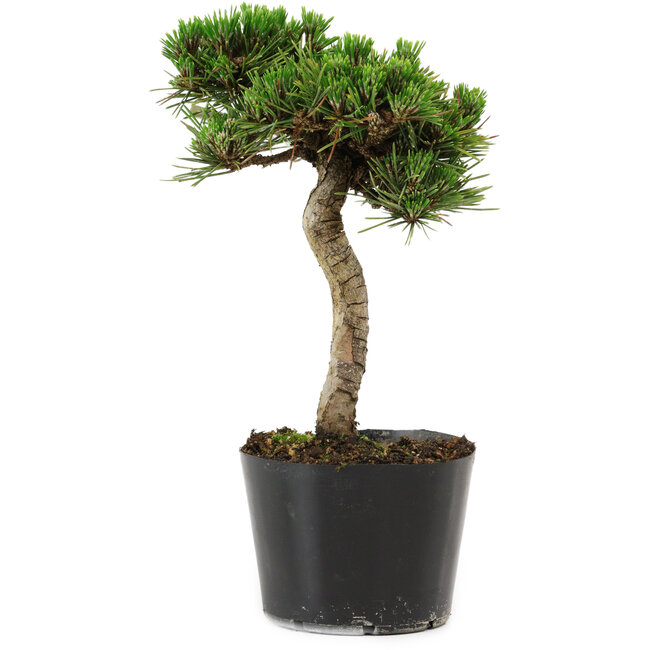 Pinus thunbergii Senshumaru, 21 cm, ± 10 years old