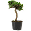 Pinus thunbergii Senshumaru, 21 cm, ± 10 ans