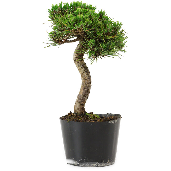 Pinus thunbergii Senshumaru, 21 cm, ± 10 ans