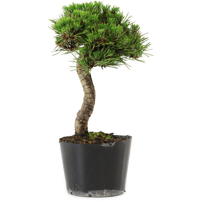 Pinus thunbergii Senshumaru, 21 cm, ± 10 ans