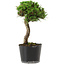 Pinus thunbergii Senshumaru, 21 cm, ± 10 years old
