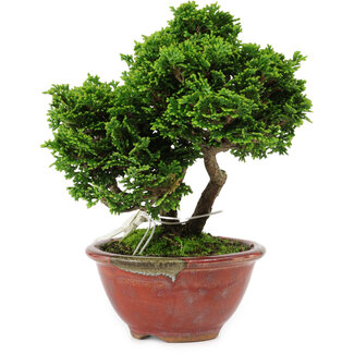 Chamaecyparis obtusa, 14 cm, ± 10 ans