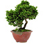 Chamaecyparis obtusa, 14 cm, ± 10 años