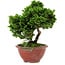 Chamaecyparis obtusa, 14 cm, ± 10 ans