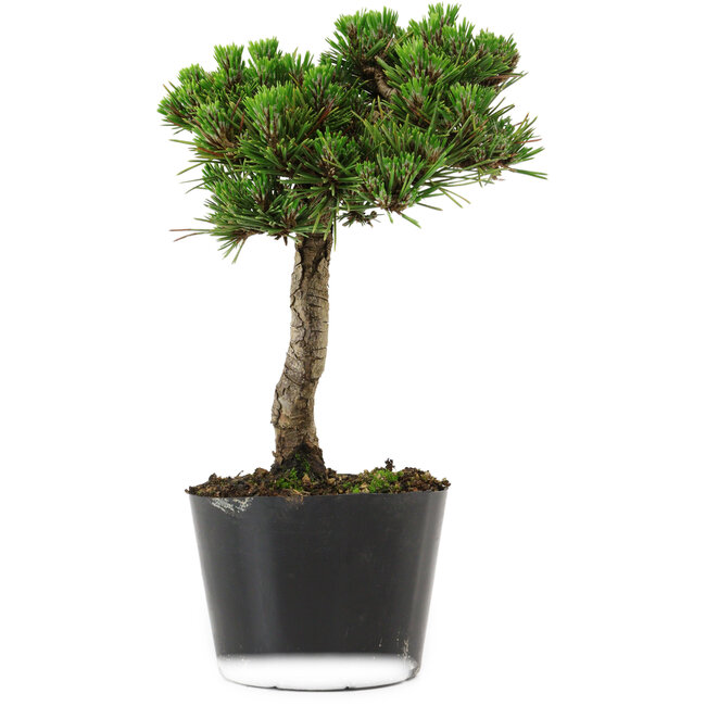 Pinus thunbergii Senshumaru, 21 cm, ± 10 years old