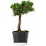 Pinus thunbergii Senshumaru, 21 cm, ± 10 years old