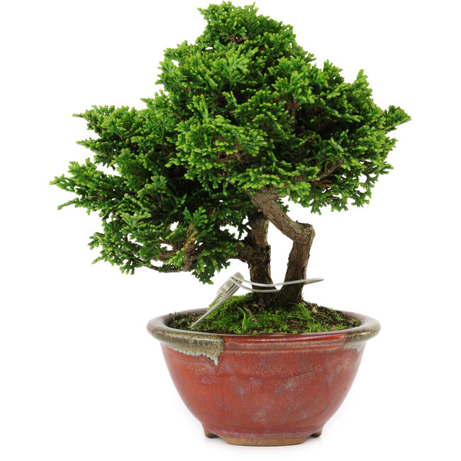 Chamaecyparis obtusa, 14 cm, ± 10 years old