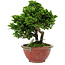 Chamaecyparis obtusa, 14 cm, ± 10 anni