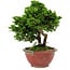 Chamaecyparis obtusa, 14 cm, ± 10 ans