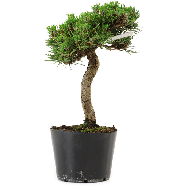 Pinus thunbergii Senshumaru, 21 cm, ± 10 years old