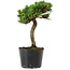 Pinus thunbergii Senshumaru, 21 cm, ± 10 años