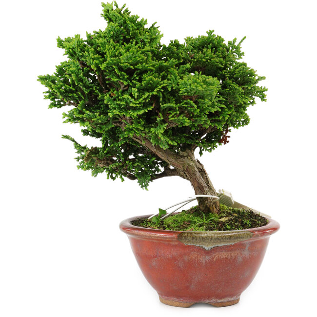 Chamaecyparis obtusa, 14 cm, ± 10 years old