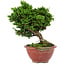 Chamaecyparis obtusa, 14 cm, ± 10 ans