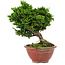 Chamaecyparis obtusa, 14 cm, ± 10 years old