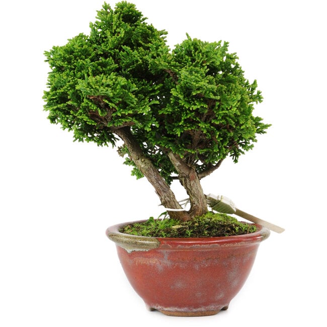 Chamaecyparis obtusa, 14 cm, ± 10 anni