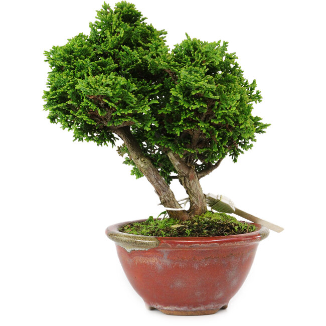 Chamaecyparis obtusa, 14 cm, ± 10 years old