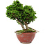 Chamaecyparis obtusa, 14 cm, ± 10 years old